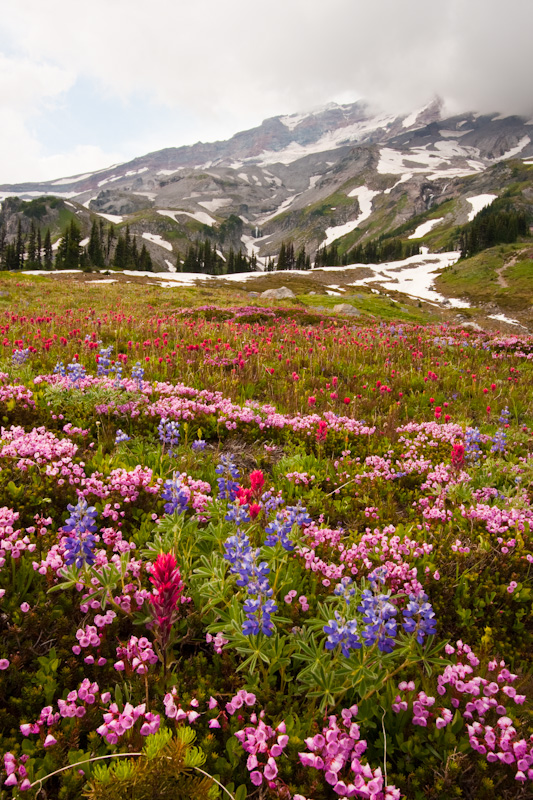 Wildflowers And Mount Rainier
